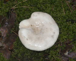 1400_DSC0504.thumb.jpg.c8fe44668393701cfbab46ffe9c94add.jpg