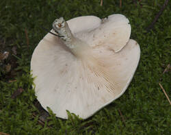1400_DSC0506.thumb.jpg.1aa8ee6006a3f09c919efaa467a03d6d.jpg