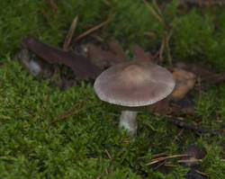 1400_DSC0523.thumb.jpg.a1851d9f81ae9d8c38d4784ffa43c87e.jpg