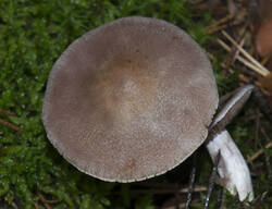 1400_DSC0527.thumb.jpg.88eab3e5d6f1c45010f251574c77d542.jpg