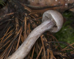 1400_DSC0528.thumb.jpg.8e4dae04eb26bc0e2e3a350533e8b824.jpg