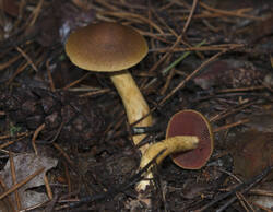 1400_DSC0531.thumb.jpg.877cc1c7b7bb5040cc4bc66070fa8e9b.jpg