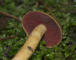 1400_DSC0533.thumb.jpg.e2bf01b74964b3a2051cfc3ae1e59b80.jpg