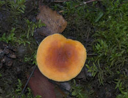 1400_DSC0534.thumb.jpg.3f336521470c84cb3319b3ced3be999b.jpg