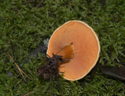 1400_DSC0536.thumb.jpg.d68eede5654f6375a2a7745c3016b3c5.jpg
