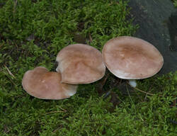 1400_DSC0545.thumb.jpg.cdde1096646c3992f26ad781287319e6.jpg