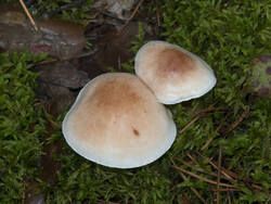 1400_DSC0546.thumb.jpg.e7c06a40ff108705a0c6d93ce1de3a32.jpg