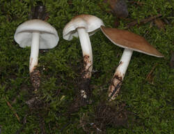 1400_DSC0549.thumb.jpg.0347f8557f5df1da58debed23f5fdec0.jpg
