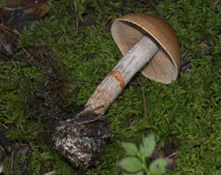 1400_DSC0553.thumb.jpg.4f9724dee2d0fdf949c5b232fa5bb785.jpg