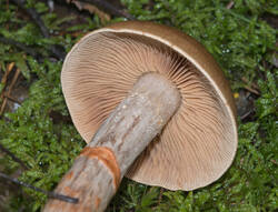 1400_DSC0554.thumb.jpg.2b594a7a7c78252ebbfadf1d8438414b.jpg