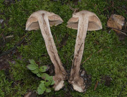 1400_DSC0555.thumb.jpg.34f52ee5936c035e7c7d2a21e8026e11.jpg