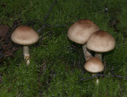 1400_DSC0556.thumb.jpg.af452cc9e020cfb49615b90240fd9701.jpg