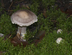 1400_DSC0558.thumb.jpg.b954600735ce729b7f45fc80a155a9b5.jpg