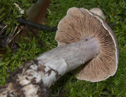 1400_DSC0560.thumb.jpg.97f1fa21c91f4fdcc097b3818550b061.jpg