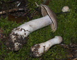 1400_DSC0562.thumb.jpg.7af2c6a7e3980adca267ccf98891aa22.jpg
