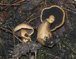 1400_DSC0567.thumb.jpg.5e89ffb4208e1ce7fea3d16a37a3822b.jpg