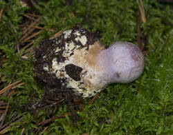 1400_DSC0569.thumb.jpg.1fe14c6bdd92587b428643a1fcf967d5.jpg