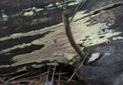 1400_DSC8082.thumb.jpg.76cdbc7e0a618455f94b9e9097a35584.jpg