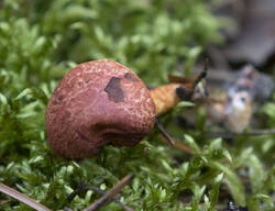 1400_DSC8106.thumb.jpg.aa9c17b0ad0f1804ce16bd42a146c9c8.jpg