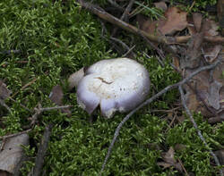 1400_DSC8117.thumb.jpg.1ecfdc68ecaca43c721e18d3ef4a4936.jpg
