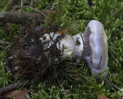 1400_DSC8118.thumb.jpg.cca2a81b7c9a16cb81b8b4e208758273.jpg
