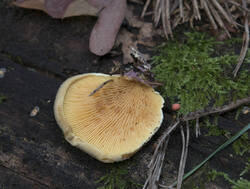 1400_DSC8206.thumb.jpg.154276e6c4eab78dbb91398bede047fd.jpg