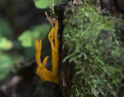 1400_DSC8223.thumb.jpg.24173d12fd18e2d606244ac07d024edc.jpg