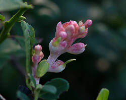 1400_DSC8711.thumb.jpg.7e146ad23d933a599962df68c90d742e.jpg