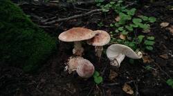 1418518365_08-25-02-(2).thumb.jpg.d97ecc4c7b692443bb3ece57ce25f5e6.jpg