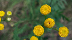 1426695974___Tanacetum_vulgare__2025_0823.thumb.JPG.1f6ea82669fb0cb938de798d4b7ee858.JPG