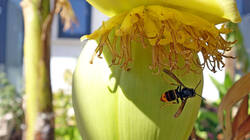1462684969_Vespa_velutina____2025_0817.thumb.JPG.fc9ad315e4cb8f674a1372d5d5fe13ed.JPG