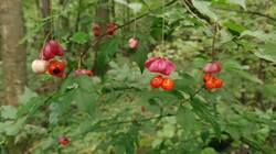 1508849623_08-25-19-.thumb.jpg.abc91e1d4ec34aa4476cbf0e6924b4b7.jpg