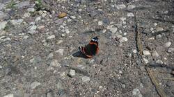1684257123_08-25-03(6).thumb.jpg.d9c330c2029788e77ea8d074df52b955.jpg