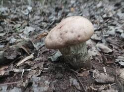 1754325394672.thumb.jpg.8ccb341377e34049d28b4fce2179aa84.jpg