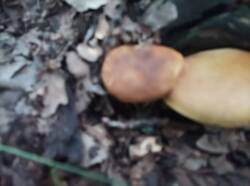 1754418059405.thumb.jpg.c901b36d62db5b83795d00c3c6ac38c5.jpg