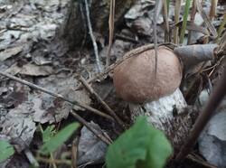 1754587400114.thumb.jpg.05ad4d594e4a7b559ae372cb84bf1a10.jpg
