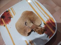 1755190239657.thumb.jpg.d382ee84c47f67fe3b6aa6eb70055d1b.jpg