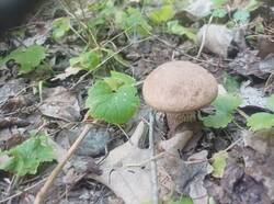 1755623579618.thumb.jpg.a3a46f937ec8a76f9350b49b6d1e50f2.jpg