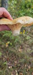 1755631746239.thumb.jpg.3296c5fef8f7ea24c58ab4f8d87b7801.jpg