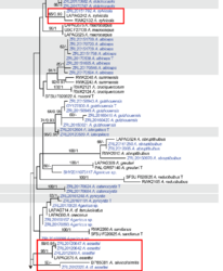 1788314939_2025-08-1722_30_31-ArevisionofAgaricussectionArvenseswithninenewspeciesfromChina.pdf-AdobeAcroba.thumb.png.e3c4a03b6e89de8a2ec9978171acdf65.png