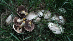 1862655679_Agaricus_arvensis___20250812.thumb.JPG.eabd578dcbbe97b431444cc3f45524bb.JPG