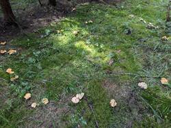 PXL_20250813_084801203_—_копия.jpg