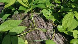 1991770603_08-25-08-(3).thumb.jpg.4dcd7e9cf86a628bbe8846c86e54093f.jpg