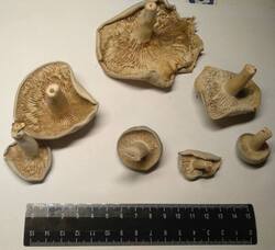 2.thumb.jpg.0c560df037cd1a4af3e518f8314038f1.jpg