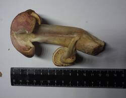 2.thumb.jpg.224fbf5cf18b0af80d0c51246b043c41.jpg