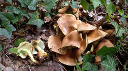 2002826750_-_Hypholomafasciculare.thumb.JPG.842661dab9cbd682afb7fe25e7249fad.JPG