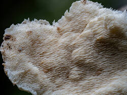 20250723-M3JR0445-retouched-Stacked.thumb.jpg.400bc6bfd0c72ffa4c5d88fb85d4b303.jpg