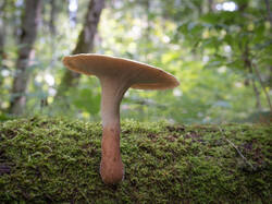 20250725-M3JR1015-Enhanced-NR.thumb.jpg.0d3db2a2f9d3f9dc29aee5b3bfc348ea.jpg