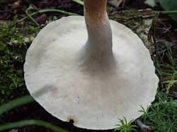 20250725-M3JR1019-Enhanced-NR.thumb.jpg.8e1fbcf5a7696f3ad13fb5cb9dbed470.jpg