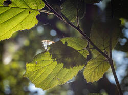 20250729-M3JR1781.thumb.jpg.a1a5ec629a80f76bdf9c616ef0631940.jpg
